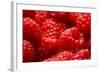 USA, Oregon, Keizer, Locally Grown Raspberries-Rick A. Brown-Framed Photographic Print