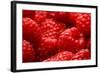 USA, Oregon, Keizer, Locally Grown Raspberries-Rick A. Brown-Framed Photographic Print