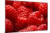 USA, Oregon, Keizer, Locally Grown Raspberries-Rick A. Brown-Mounted Photographic Print