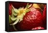 USA, Oregon, Keizer, Locally Grown Strawberry-Rick A. Brown-Framed Stretched Canvas