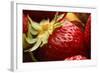 USA, Oregon, Keizer, Locally Grown Strawberry-Rick A. Brown-Framed Photographic Print