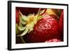USA, Oregon, Keizer, Locally Grown Strawberry-Rick A. Brown-Framed Photographic Print