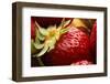 USA, Oregon, Keizer, Locally Grown Strawberry-Rick A. Brown-Framed Photographic Print