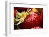 USA, Oregon, Keizer, Locally Grown Strawberry-Rick A. Brown-Framed Photographic Print