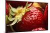 USA, Oregon, Keizer, Locally Grown Strawberry-Rick A. Brown-Mounted Photographic Print