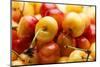 USA, Oregon, Keizer, Rainier Cherries-Rick A^ Brown-Mounted Photographic Print