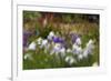 Usa, Oregon, Keizer Schreiner's Iris Garden, abstract of iris and garden.-Rick A Brown-Framed Premium Photographic Print