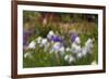 Usa, Oregon, Keizer Schreiner's Iris Garden, abstract of iris and garden.-Rick A Brown-Framed Premium Photographic Print