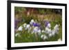 Usa, Oregon, Keizer Schreiner's Iris Garden, abstract of iris and garden.-Rick A Brown-Framed Premium Photographic Print