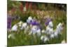 Usa, Oregon, Keizer Schreiner's Iris Garden, abstract of iris and garden.-Rick A Brown-Mounted Premium Photographic Print