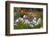 Usa, Oregon, Keizer Schreiner's Iris Garden, abstract of iris and garden.-Rick A Brown-Framed Photographic Print