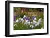 Usa, Oregon, Keizer Schreiner's Iris Garden, abstract of iris and garden.-Rick A Brown-Framed Photographic Print