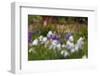 Usa, Oregon, Keizer Schreiner's Iris Garden, abstract of iris and garden.-Rick A Brown-Framed Photographic Print