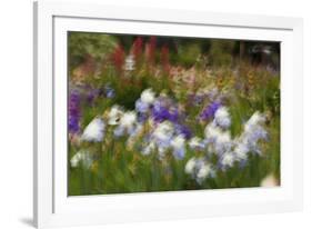 Usa, Oregon, Keizer Schreiner's Iris Garden, abstract of iris and garden.-Rick A Brown-Framed Photographic Print