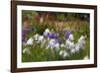 Usa, Oregon, Keizer Schreiner's Iris Garden, abstract of iris and garden.-Rick A Brown-Framed Photographic Print
