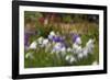 Usa, Oregon, Keizer Schreiner's Iris Garden, abstract of iris and garden.-Rick A Brown-Framed Photographic Print