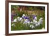 Usa, Oregon, Keizer Schreiner's Iris Garden, abstract of iris and garden.-Rick A Brown-Framed Photographic Print