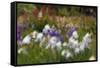 Usa, Oregon, Keizer Schreiner's Iris Garden, abstract of iris and garden.-Rick A Brown-Framed Stretched Canvas