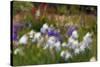 Usa, Oregon, Keizer Schreiner's Iris Garden, abstract of iris and garden.-Rick A Brown-Stretched Canvas