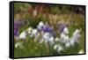 Usa, Oregon, Keizer Schreiner's Iris Garden, abstract of iris and garden.-Rick A Brown-Framed Stretched Canvas