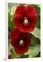 Usa, Oregon, Keizer Schreiner's Iris Garden, pansy.-Rick A Brown-Framed Premium Photographic Print