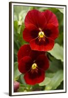 Usa, Oregon, Keizer Schreiner's Iris Garden, pansy.-Rick A Brown-Framed Premium Photographic Print