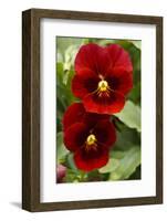Usa, Oregon, Keizer Schreiner's Iris Garden, pansy.-Rick A Brown-Framed Photographic Print