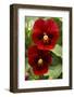 Usa, Oregon, Keizer Schreiner's Iris Garden, pansy.-Rick A Brown-Framed Photographic Print