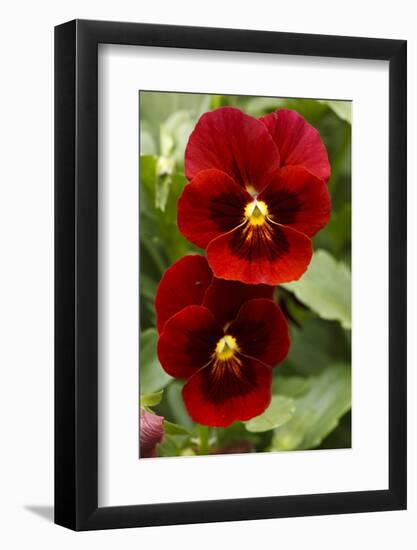 Usa, Oregon, Keizer Schreiner's Iris Garden, pansy.-Rick A Brown-Framed Photographic Print