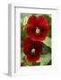 Usa, Oregon, Keizer Schreiner's Iris Garden, pansy.-Rick A Brown-Framed Photographic Print