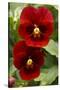 Usa, Oregon, Keizer Schreiner's Iris Garden, pansy.-Rick A Brown-Stretched Canvas