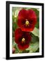 Usa, Oregon, Keizer Schreiner's Iris Garden, pansy.-Rick A Brown-Framed Photographic Print