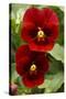 Usa, Oregon, Keizer Schreiner's Iris Garden, pansy.-Rick A Brown-Stretched Canvas