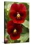 Usa, Oregon, Keizer Schreiner's Iris Garden, pansy.-Rick A Brown-Stretched Canvas