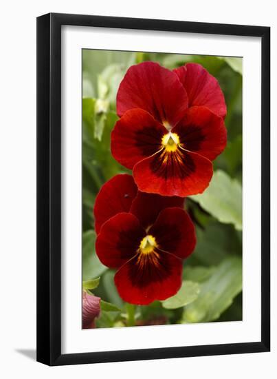 Usa, Oregon, Keizer Schreiner's Iris Garden, pansy.-Rick A Brown-Framed Premium Photographic Print