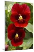 Usa, Oregon, Keizer Schreiner's Iris Garden, pansy.-Rick A Brown-Stretched Canvas