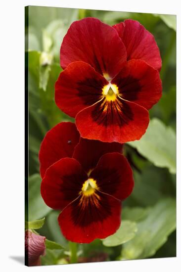 Usa, Oregon, Keizer Schreiner's Iris Garden, pansy.-Rick A Brown-Stretched Canvas