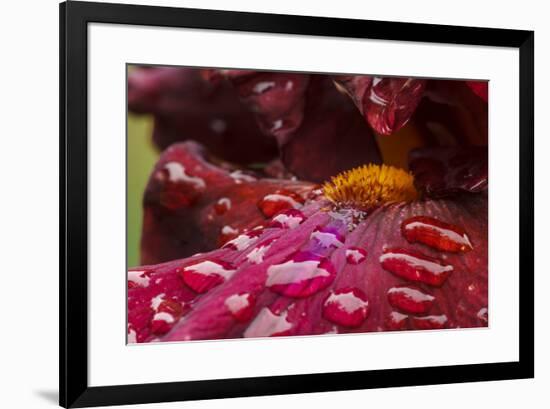 Usa, Oregon, Keizer Schreiner's Iris Garden, water droplets on hybrid iris.-Rick A Brown-Framed Premium Photographic Print