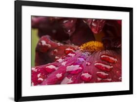 Usa, Oregon, Keizer Schreiner's Iris Garden, water droplets on hybrid iris.-Rick A Brown-Framed Premium Photographic Print