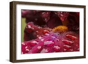 Usa, Oregon, Keizer Schreiner's Iris Garden, water droplets on hybrid iris.-Rick A Brown-Framed Photographic Print