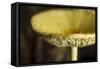 USA, Oregon, Keizer, yellow mushroom that sprung up in houseplant pot.-Rick A. Brown-Framed Stretched Canvas