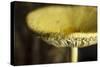 USA, Oregon, Keizer, yellow mushroom that sprung up in houseplant pot.-Rick A. Brown-Stretched Canvas