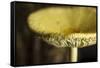 USA, Oregon, Keizer, yellow mushroom that sprung up in houseplant pot.-Rick A. Brown-Framed Stretched Canvas