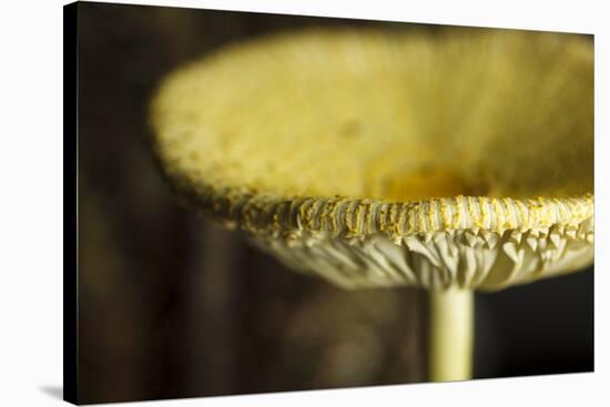 USA, Oregon, Keizer, yellow mushroom that sprung up in houseplant pot.-Rick A. Brown-Stretched Canvas