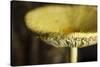 USA, Oregon, Keizer, yellow mushroom that sprung up in houseplant pot.-Rick A. Brown-Stretched Canvas