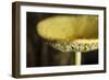 USA, Oregon, Keizer, yellow mushroom that sprung up in houseplant pot.-Rick A. Brown-Framed Photographic Print