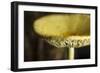 USA, Oregon, Keizer, yellow mushroom that sprung up in houseplant pot.-Rick A. Brown-Framed Photographic Print