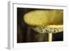 USA, Oregon, Keizer, yellow mushroom that sprung up in houseplant pot.-Rick A. Brown-Framed Photographic Print