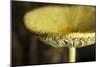 USA, Oregon, Keizer, yellow mushroom that sprung up in houseplant pot.-Rick A. Brown-Mounted Photographic Print