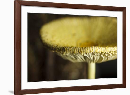 USA, Oregon, Keizer, yellow mushroom that sprung up in houseplant pot.-Rick A. Brown-Framed Photographic Print